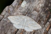 Perconia strigillaria