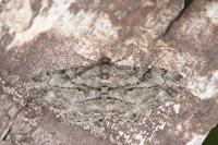 Peribatodes rhomboidaria rhomboidaria