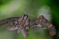 Hyloicus pinastri/maurorum