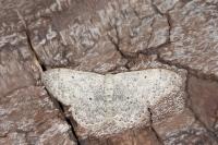 Scopula marginepunctata