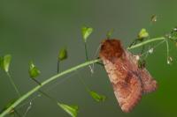 Sideridis lampra