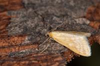 Sitochroa verticalis