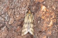 Homoeosoma sinuella