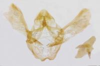 Acrobasis obliqua