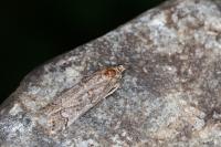 Pempelia palumbella