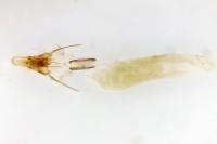 Pempelia palumbella
