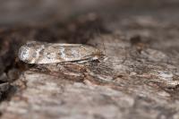 Delplanqueia dilutella
