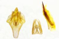 Delplanqueia dilutella