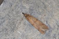 Hypochalcia ahenella