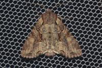 Lacanobia thalassina