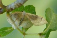 Idaea degeneraria