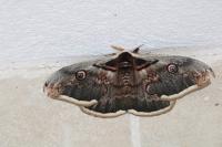 Saturnia pyri