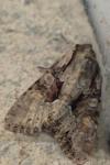 Lacanobia w-latinum