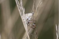 Elophila nymphaeata