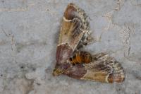 Pyralis farinalis