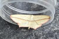 Timandra comae