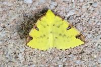 Opisthograptis luteolata