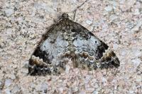 Dysstroma truncata