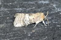 Tethea ocularis