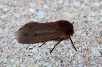 Phragmatobia fuliginosa