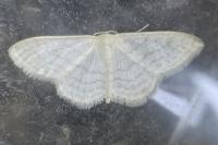 Idaea subsericeata
