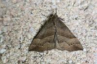 Hypena proboscidalis