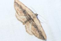 Horisme vitalbata