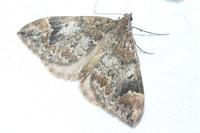 Dysstroma truncata