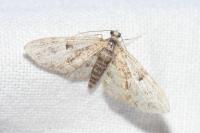 Eupithecia