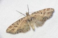 Eupithecia exiguata