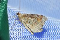 Macaria alternata