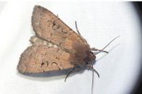 Graphiphora augur