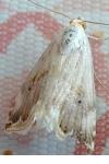 Eublemma ostrina