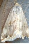 Eublemma ostrina
