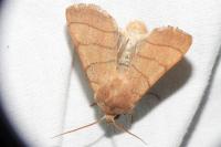 Charanyca trigrammica