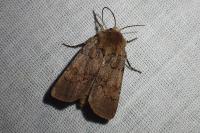 Agrotis cinerea