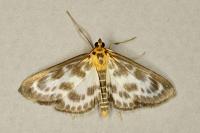 Anania hortulata