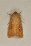 Mythimna albipuncta