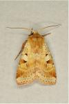 Diarsia mendica