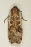Noctua pronuba