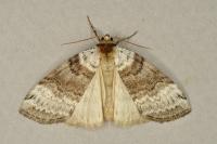 Tetheella fluctuosa