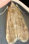 Parapoynx stratiotata
