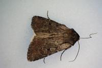 Violaphotia molothina occidentalis