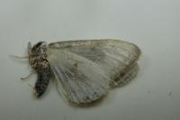 Cilix hispanica