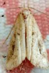 Schrankia costaestrigalis