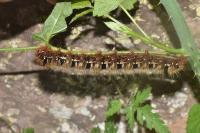 Lasiocampa quercus quercus
