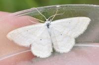 Scopula immutata