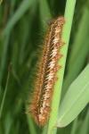 Euthrix potatoria