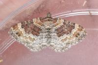 Xanthorhoe spadicearia/ferrugata