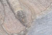 Aplocera plagiata